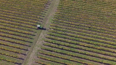 Tractor manoeuvres into position to drive down grape rows in Organic Vineyard Stock Footage 338374426