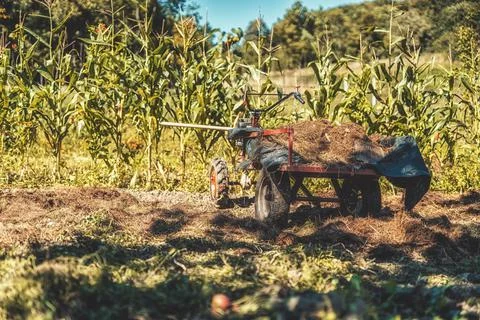 Tractor with manure in the field. Stock Photos