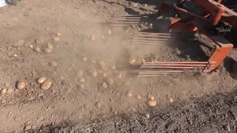 Tractor with metal rods digging up potatoes in a large field during harvest.. Stock Footage 284625121