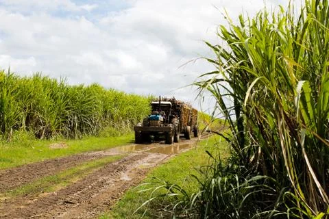 Tractor in the middle of a bogged down path in a wheat field Foto stock