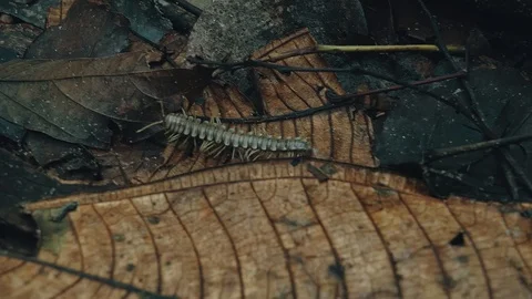 Tractor millipede alias Polydesmida walks across the forest floor with red ve Stock Footage 97924464