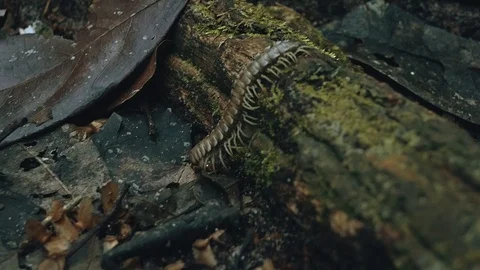 Tractor millipede alias Polydesmida walks across the forest floor with red ve Stock Footage 97924470