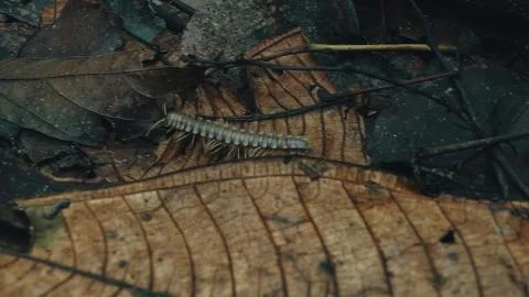 Tractor millipede alias Polydesmida walks across the forest floor with red ve Stockfoto's