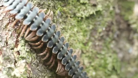 Tractor Millipede Stock Footage 284321927