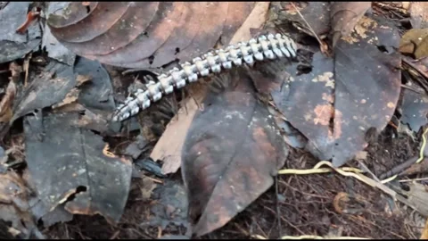 Tractor Millipede Walking Through Lowland Rainforest Leaf Litter Stock Footage 265197223
