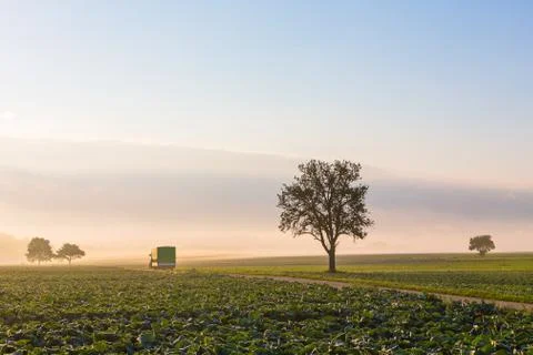 Tractor on the morning fields Foto stock