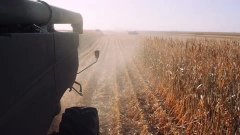 Tractor mounted view of corn harvest with other tractors and machinery at work Stock Footage 204099779