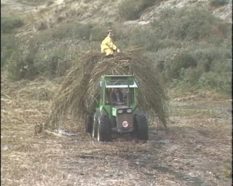 Tractor moves a hay stack in a humid dune slack. Man on top. Vídeos de archivo 168075123