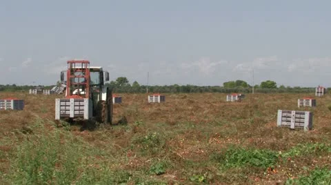 Tractor moving crates of tomatoes Video stock 12732444