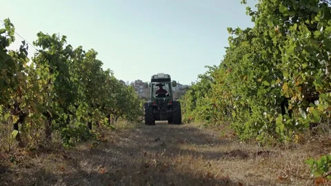 Tractor moving in the distance along a row of vines in slow motion Stock Footage 270061839
