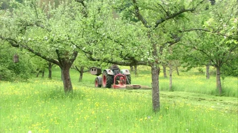 Tractor mows a meadow in spring Stock Footage 303962656