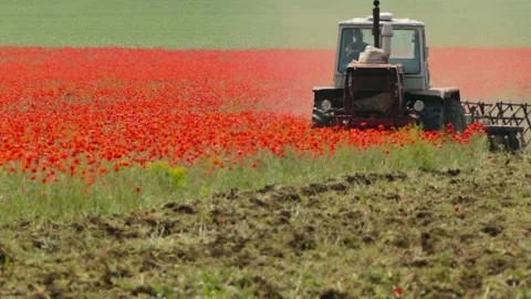 The tractor mows the wild poppy Video stock 90979088