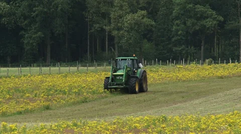 Tractor with mulching attachment clearing land from invasive Ragwort Stock Footage