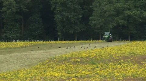 Tractor with mulching attachment clearing land from invasive Ragwort + crows Stock Footage 36114823