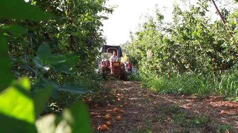 Tractor in orchard Stock Footage 42045149