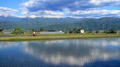 Tractor in paddy field. Stock Footage 38463127