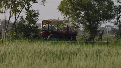 Tractor parked in the shade of trees on a wheat farmland durin Stock Footage 281285224