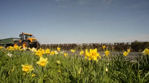 Tractor passing springtime daffodils, bubwith uk Stock Footage 49799879