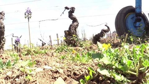 Tractor passing through the vineyards Stock Footage 83873753