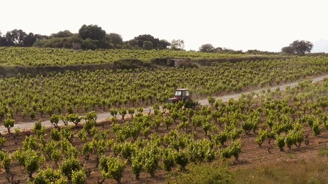 Tractor passing trough vine yard Stock Footage 97949347