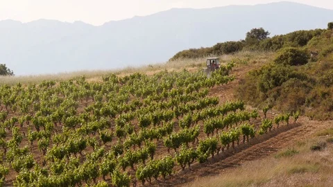 Tractor passing trough vine yard Stock Footage 97949955