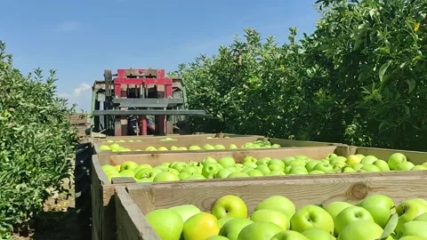 Tractor picking apple boxes in an apple orchard. Stock Footage 196934877