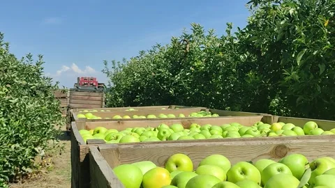 Tractor picking apple boxes in an apple orchard. Stock Footage 196934888