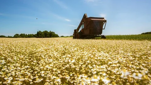 The tractor picks up the chamomile in the field Stock Footage 93829394