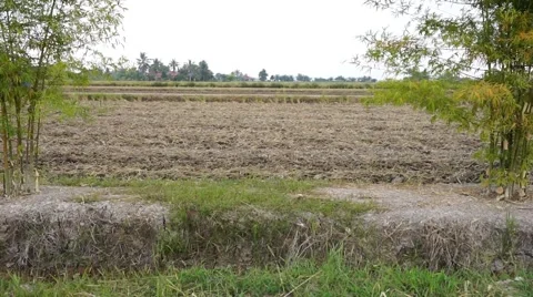 Tractor plowing dry paddy field Stock Footage 47236116