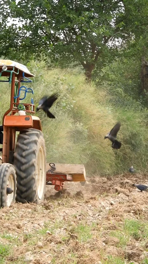 Tractor Plowing Farm Field As Crows Follow For Food - 4k Vertical Footage Video stock 340163317