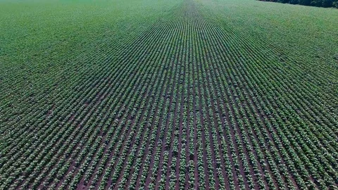 Tractor plowing a field. Aerial photography Stock Footage