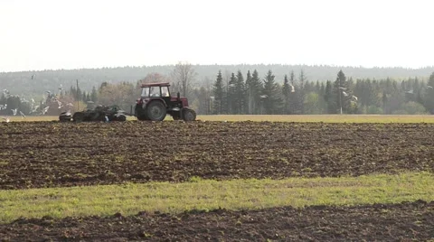 Tractor plowing a field and lots of gulls and starlings flying around Stock Footage 65498132