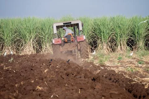 Tractor plows agricultural field. Processing the field with a tractor. The .. Stock Photos