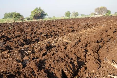 Tractor plows agricultural field. Processing the field with a tractor. The .. Stock Photos