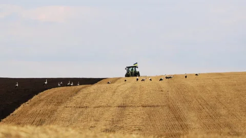 A tractor plows a field, and storks are looking for food Stock Footage 204145724
