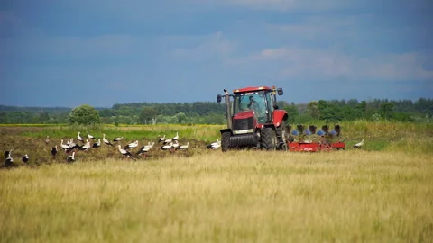 Tractor plows the land surrounded by storks Stock Footage 112695667