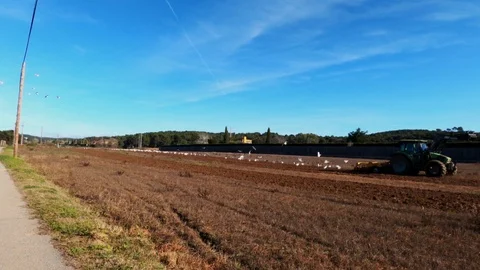 The tractor plows the soil. A flock of white herons and seagulls flies around Stock Footage 123121738