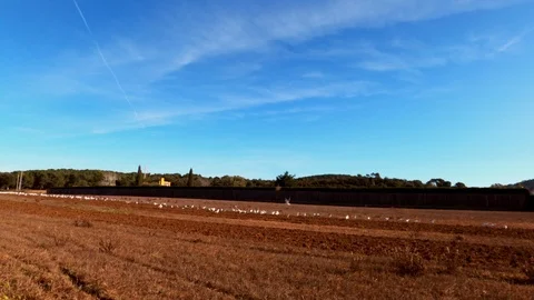 The tractor plows the soil. A flock of white herons and seagulls flies around Stock Footage 123121810