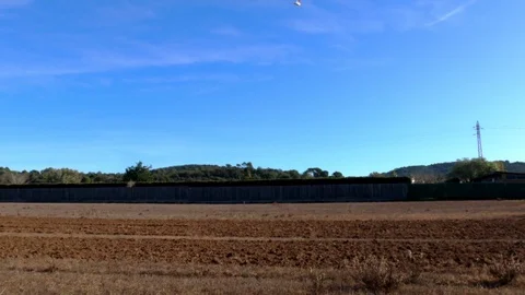 The tractor plows the soil. A flock of white herons and seagulls flies around Stock Footage 123121906