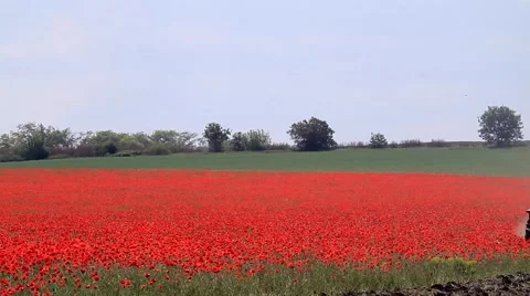 Tractor on a poppy field Video stock 67560074