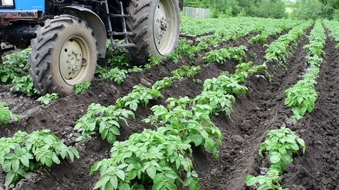 Tractor in a potato field Stock Footage 110843860