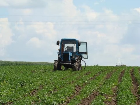 Tractor in a potato field 스톡 사진