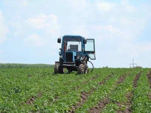 Tractor in a potato field Stock Photos