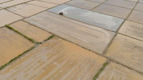 Tractor preparing soil in flooded paddy field with white great egret bird Stock Footage 93238467