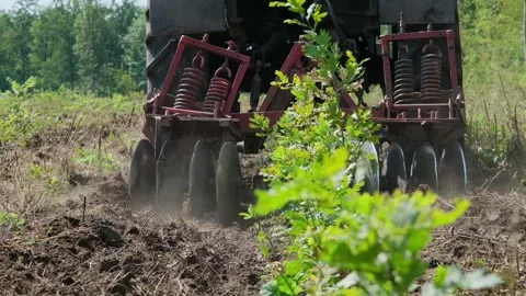 The tractor processes the soil near the freshly planted seedlings Stock Footage 165456611