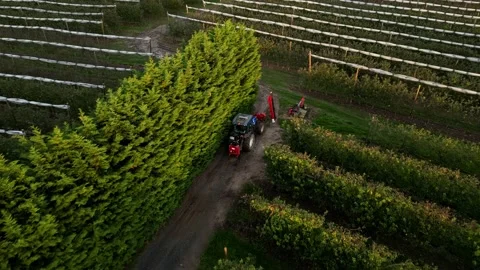 A tractor with a pruning machine hooked up, driving between apple fields Stock Footage 224567034