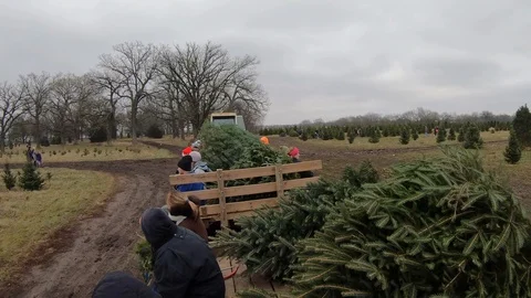 Tractor Pulling cart of Christmas Trees Stock Footage 99129808