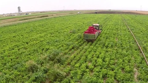 Tractor pulling full trailer of peppers rom a field. Aerial footage. Stock Footage 83711913