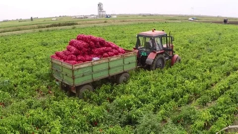 Tractor pulling full trailer of peppers rom a field. Aerial footage. Stock Footage 83712067