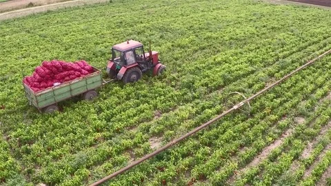 Tractor pulling full trailer of peppers rom a field. Aerial footage. Stock Footage 83712281